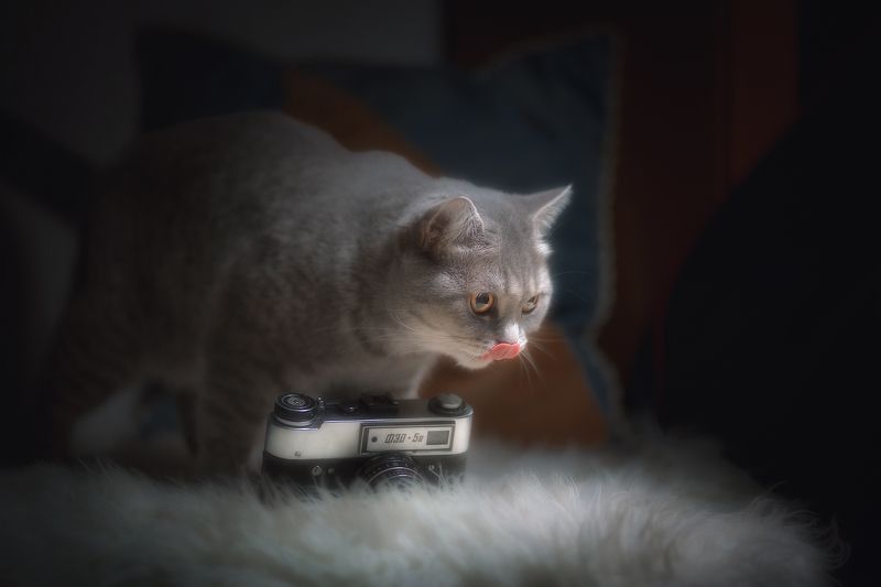 кошки, , животные Фотографирую Мышей  - Недорого! фото превью