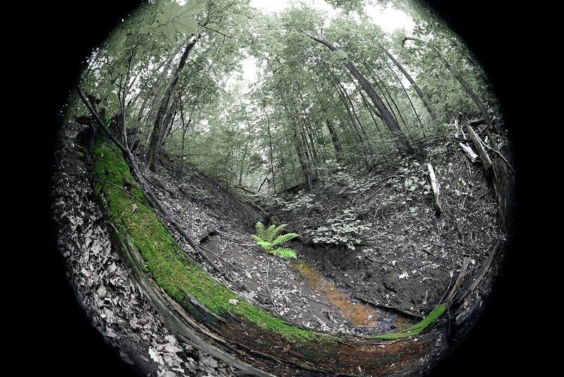 Папортникphoto preview