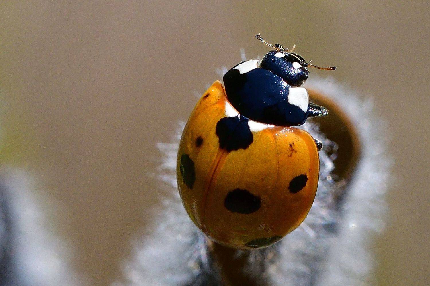 Автор: Корнейчук Игорь , Корнейчук Игорь