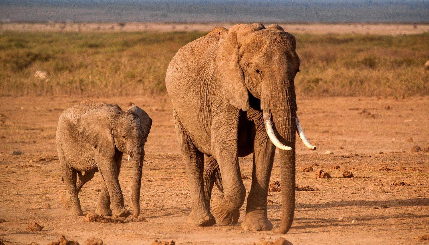 ***. Автор: Lilia Tkachenko elephant kenya, Lilia Tkachenko