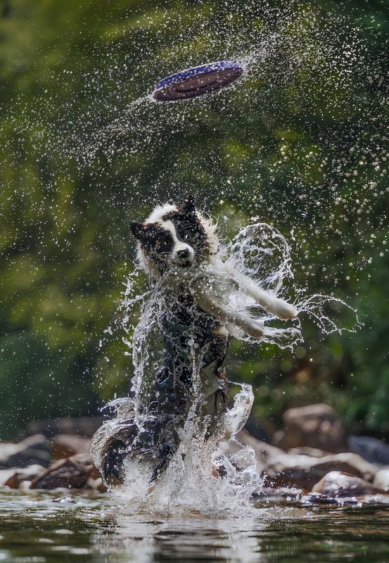 狗 萌宠 宠物 dog pet good jumpphoto preview