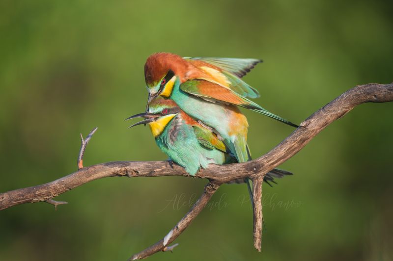 bee-eater Любовь.photo preview