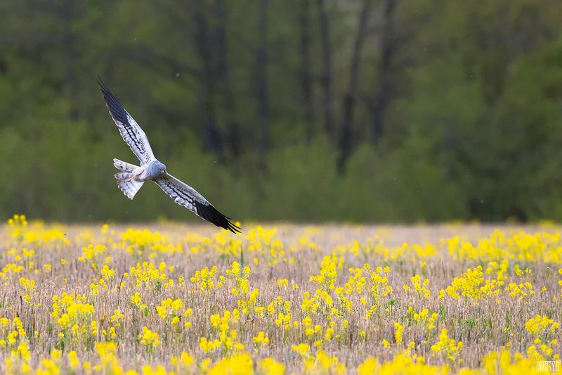 Самец лугового луня на охоте. фото превью