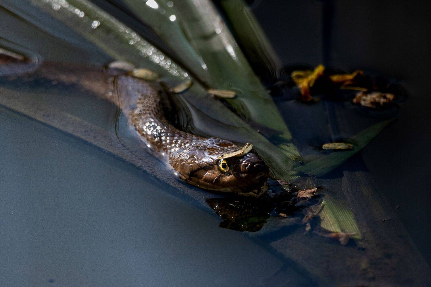 The gost. Автор: Ahamed Jazif , Ahamed Jazif