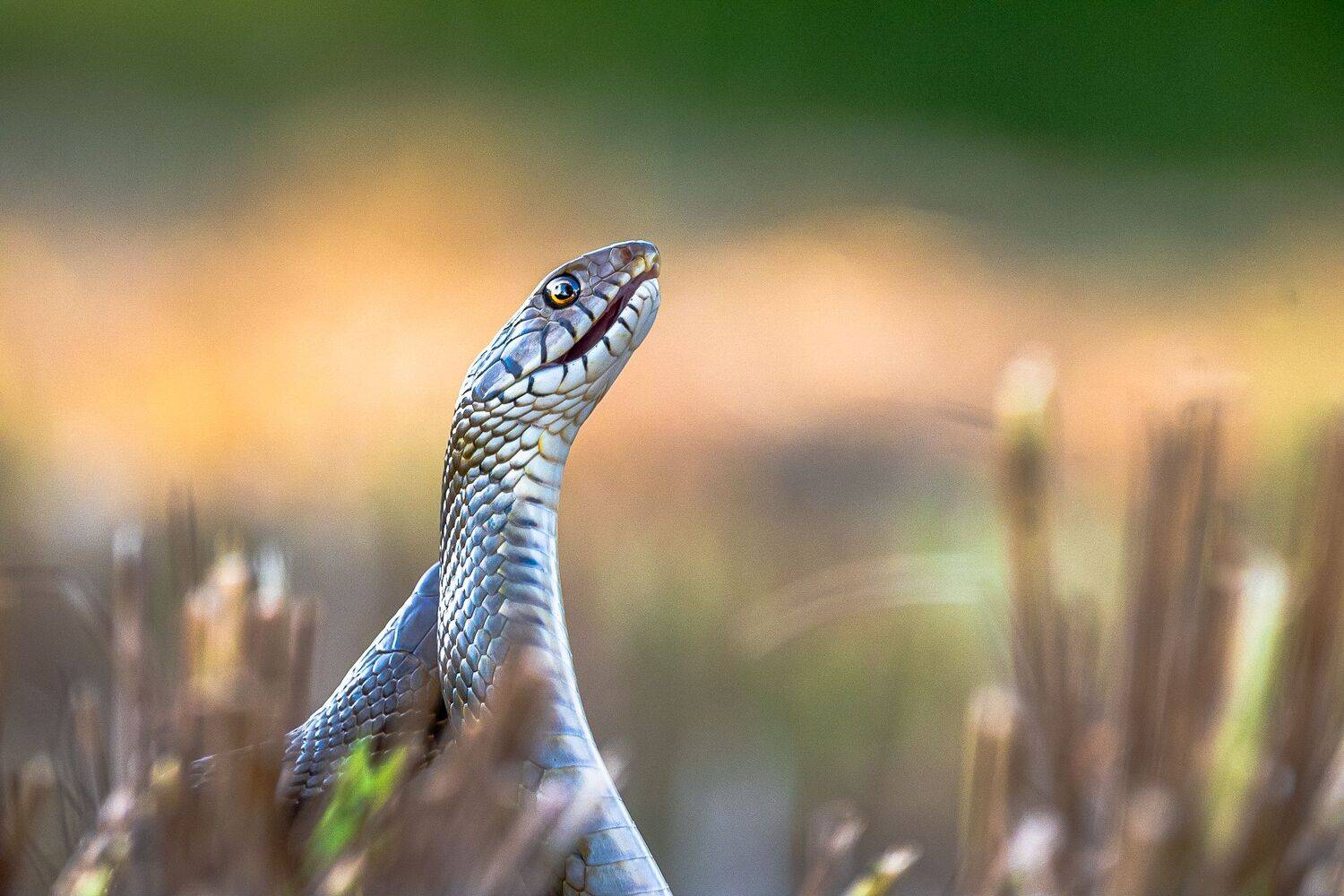 Curios. Автор: Ahamed Jazif wildlife, Ahamed Jazif