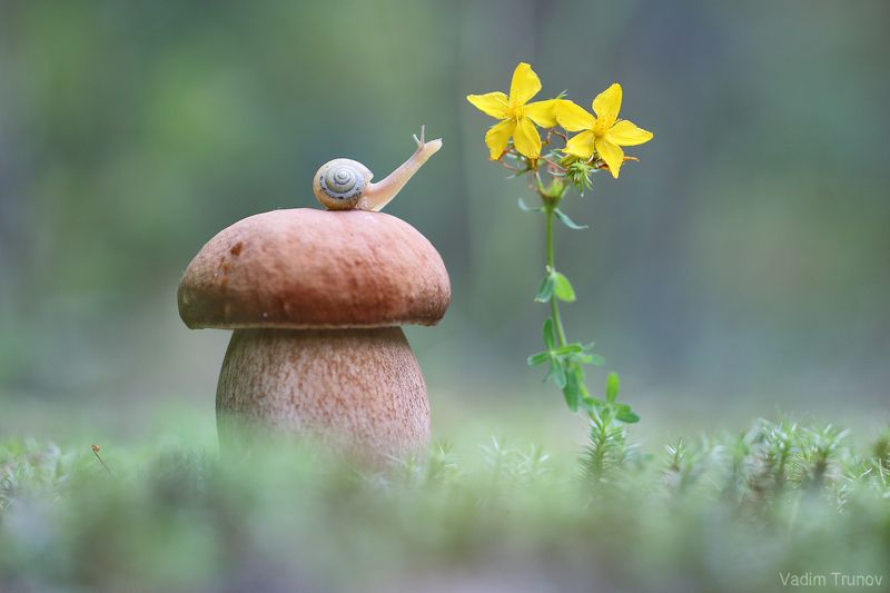 улитка, гриб *** фото превью
