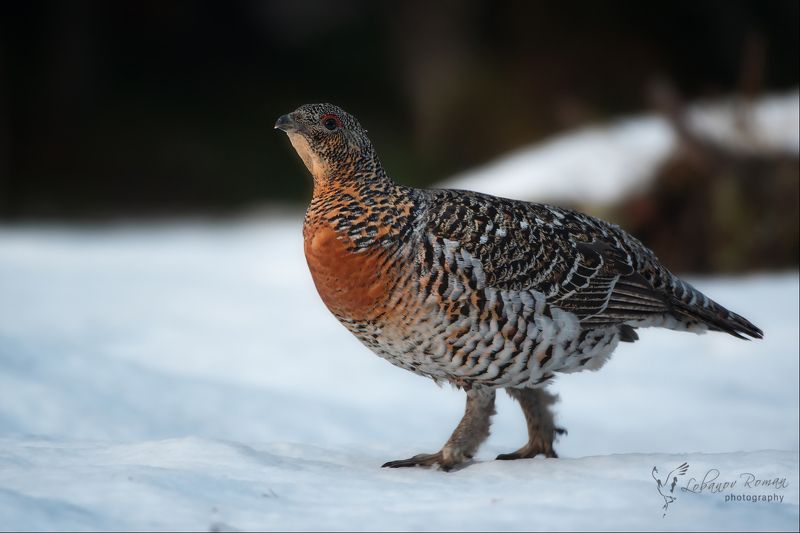 Красоткаphoto preview