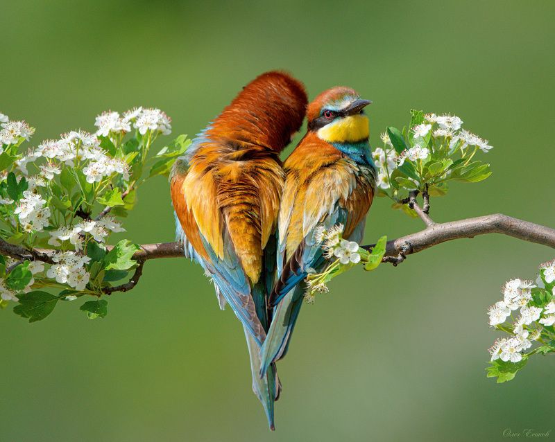 птицы щурки Семейная гармонияphoto preview