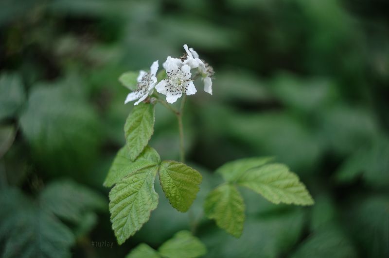 Цветки ежевикиphoto preview