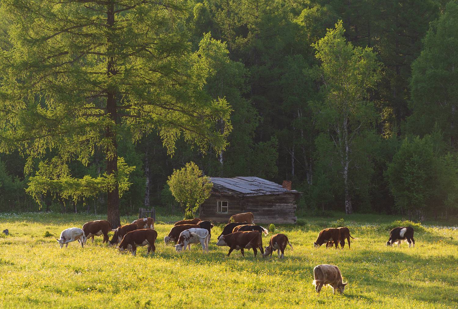 Автор: Дмитрий Новоселов , Дмитрий Новоселов