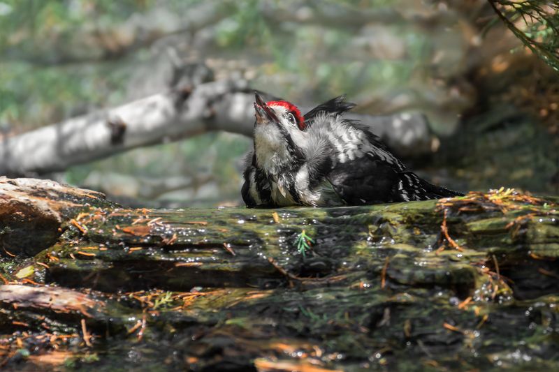 птица, дятел, жара, вода, Водные процедуры пёстрого дятла.photo preview