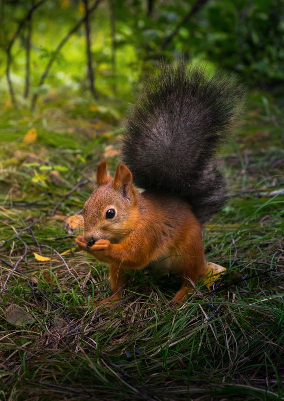 белка В лесуphoto preview