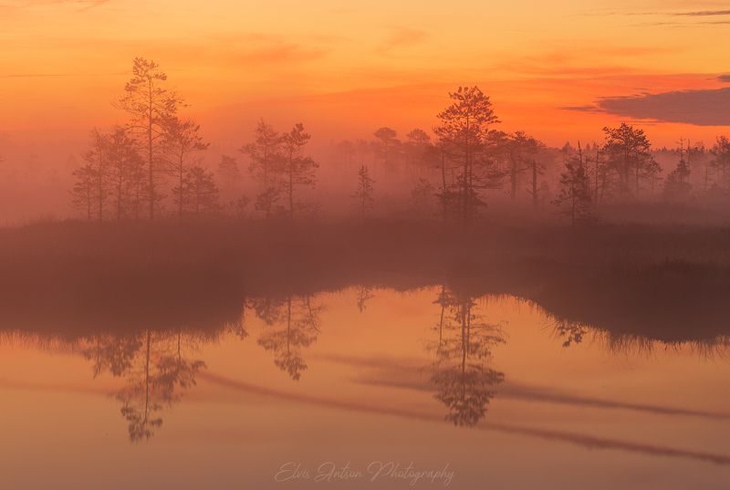 пейзаж, природа, болото, эстония, туман, рассвет, elvisantson Ранним утром на болотеphoto preview