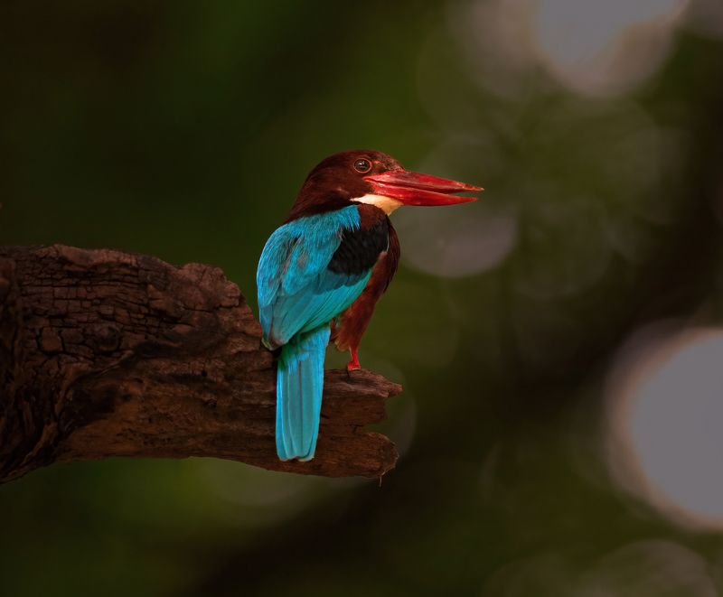 kingfinsher,bird,birds,nikon,wild,water,shadows,lake,pond,flowers,swan,colors,nikon,beauty,nature,animals,eyes,egret,songbird,jungle,white,wings,fly White-throated kingfishephoto preview