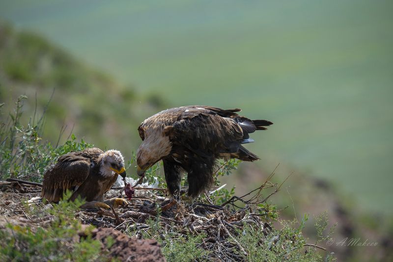 Один день из жизни солнечного орлаphoto preview