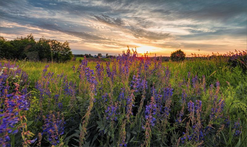 лето, вечер, деревня, цветы, небо, свет, цвет, александр никитинский Летний вечер в деревне...photo preview