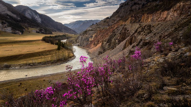 Чуя, река, горы, Горный Алтай, Маральник, Цветы Горы, Чуя и маральникphoto preview