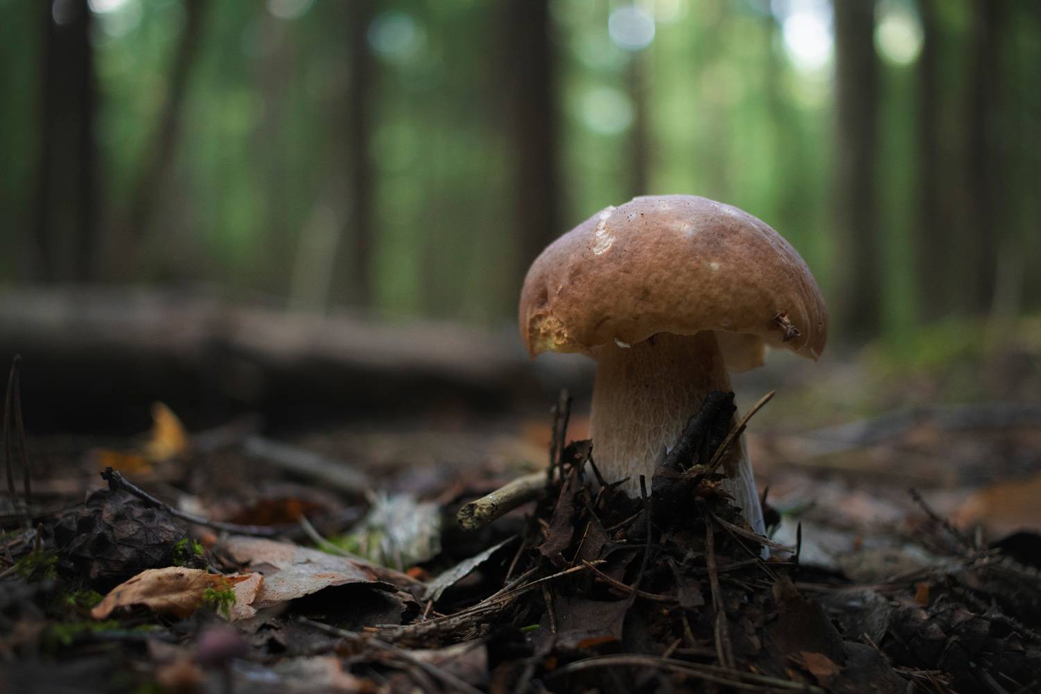 гриб, Валерий Вождаев