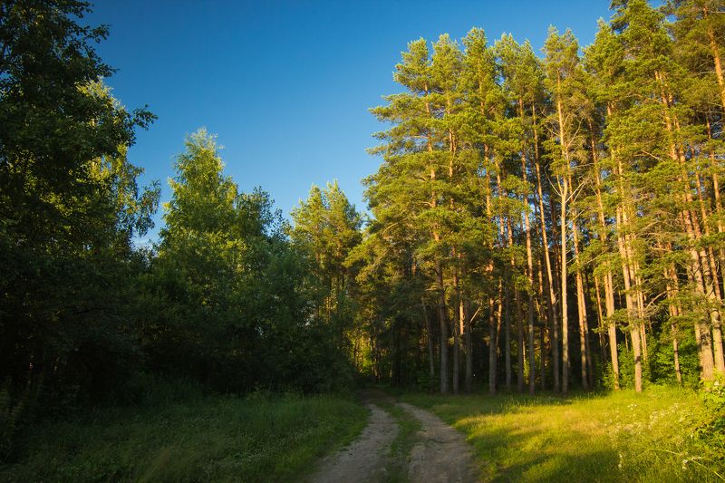 Вечерние сосныphoto preview