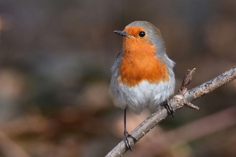 Зарянкаphoto preview