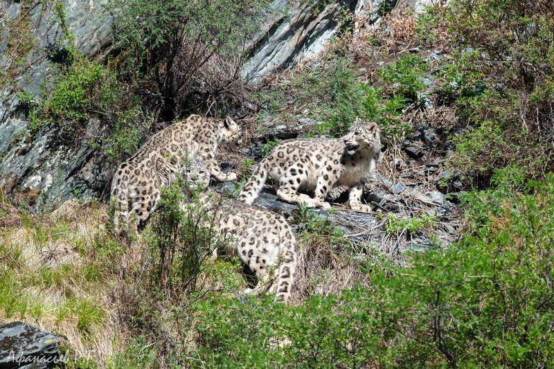 снежный барс, ирбис, хищник, кошачьи, заповедник Семья снежного барсаphoto preview