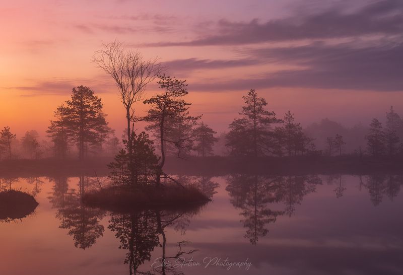 пейзаж, природа, болото, эстония, туман, рассвет, elvisantson Предрассветная атмосфераphoto preview