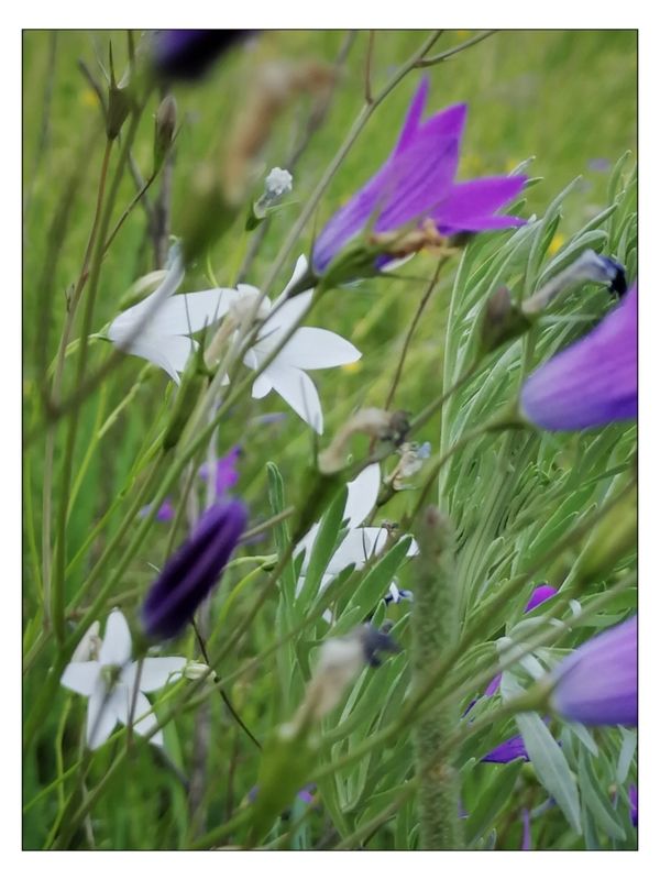 Белые колокольчики photo preview