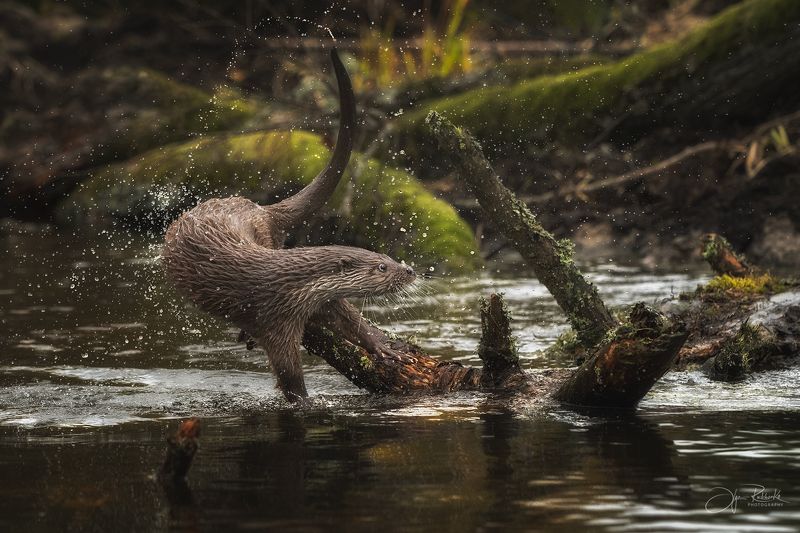 речная выдра, выдра, otter, животные, беларусь, красный бор Финт хвостомphoto preview