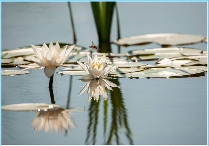 кувши́нка бе́лая (лат. nymphaéa álba) — водное растение, вид рода кувшинка семейства кувшинковые (nymphaeaceae). КУВШИНКА  БЕЛАЯphoto preview