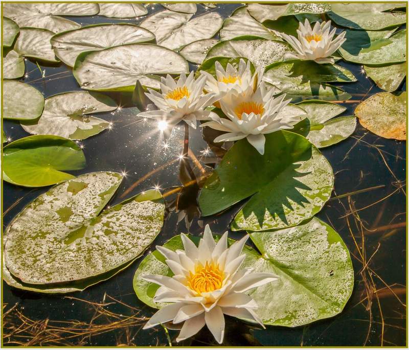 у села  камышово КУВШИНКИ  БЕЛЫЕphoto preview