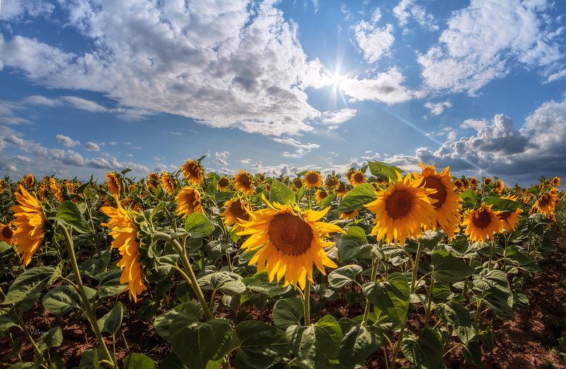 Беларусь Жараphoto preview