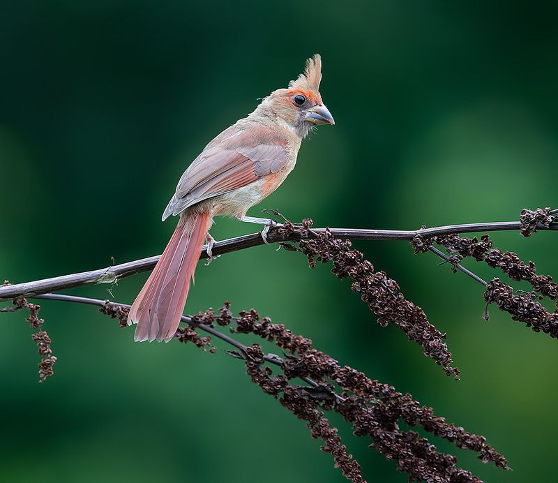 красный кардинал, northern cardinal, cardinal,кардинал Juvenile Northern Cardinal - Молодой Красный кардиналphoto preview