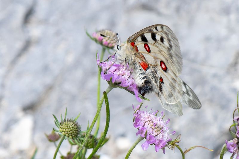 Tatry in fotophoto preview