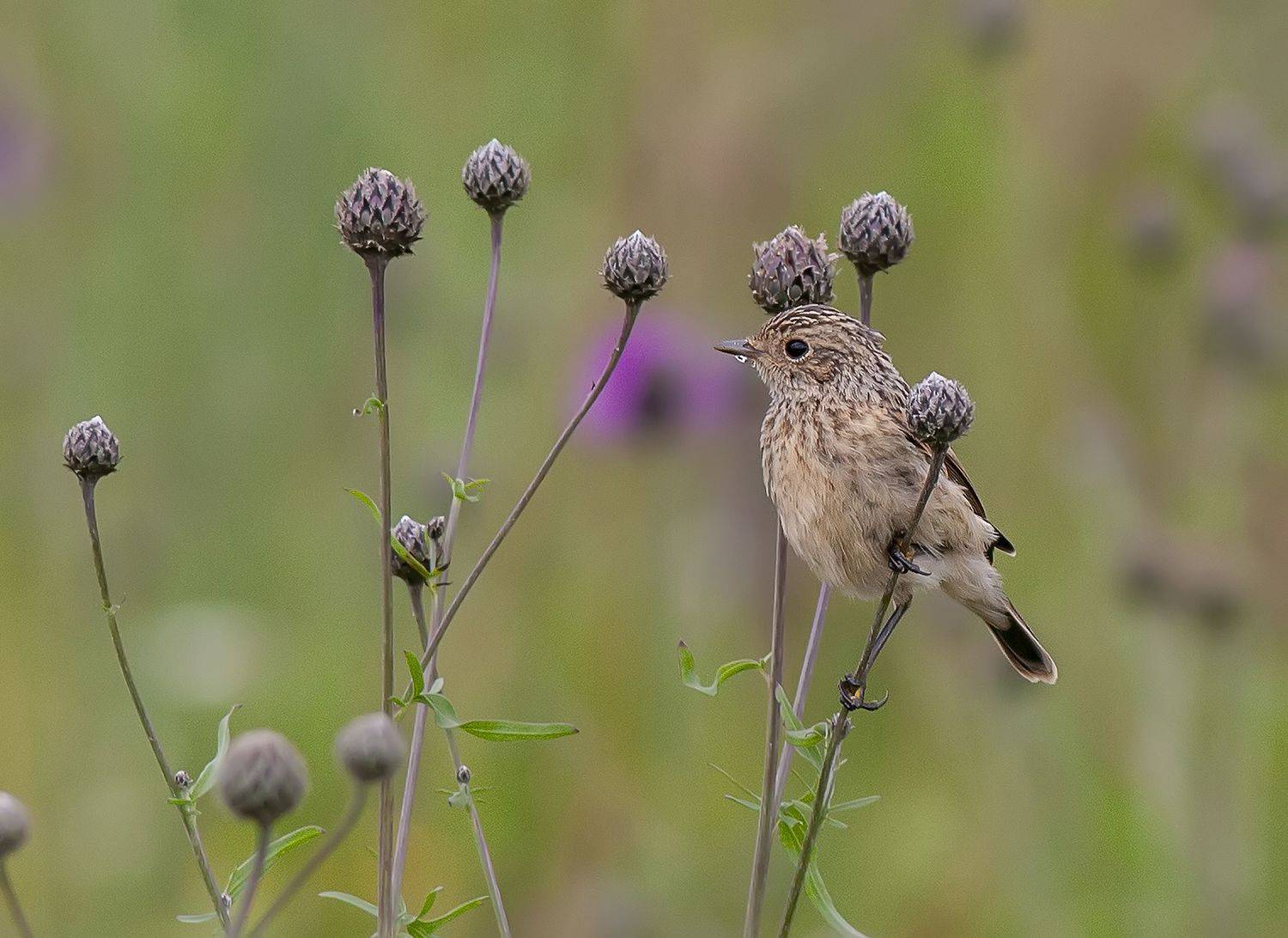 Молодой чекан. Автор: Широких Александр птицы лугов и полей, луговой чекан, лето, Широких Александр