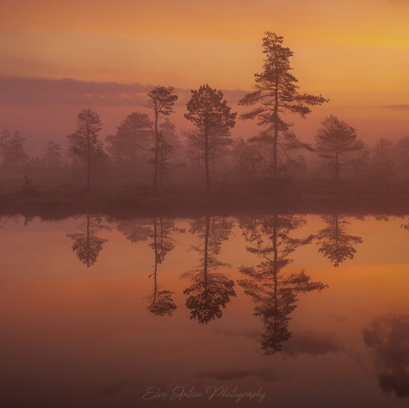 пейзаж, природа, болото, эстония, туман, рассвет, elvisantson Магия болотphoto preview