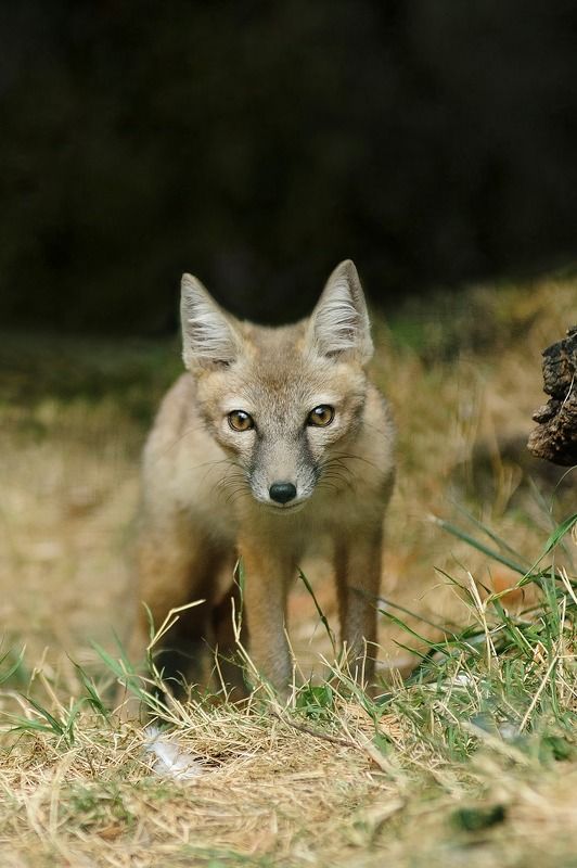 Renard corsac.photo preview