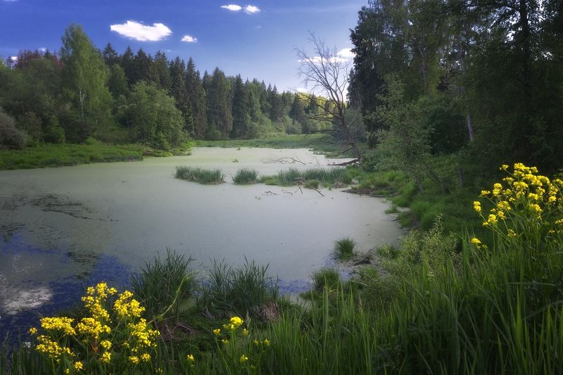 Тихое болотоphoto preview