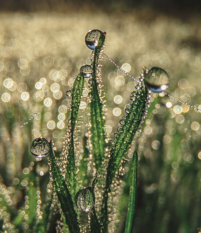 макро,роса.утро,смартфон.природа,травинки,вода нежность фото превью