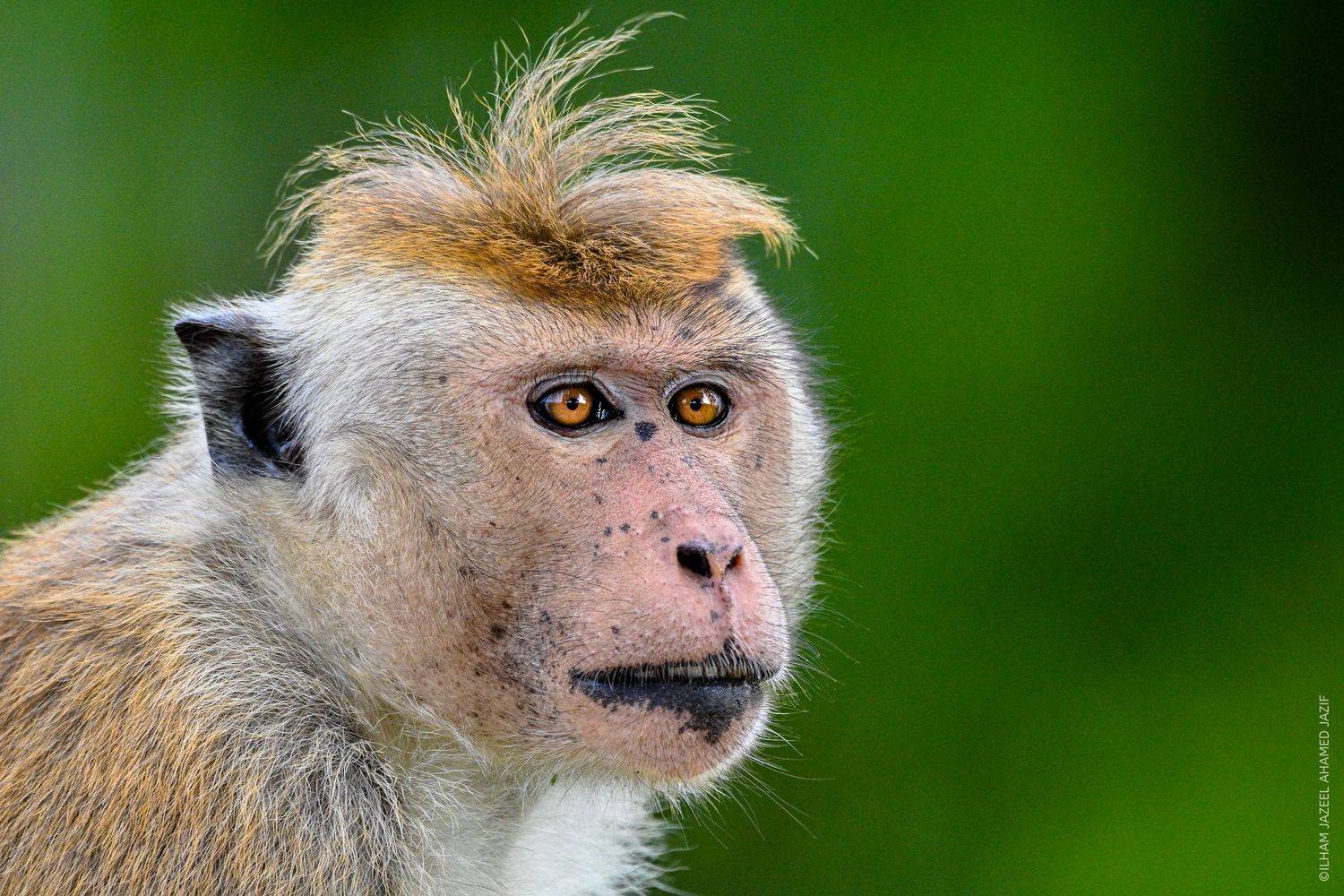 Stylish guy. Автор: Ahamed Jazif , Ahamed Jazif