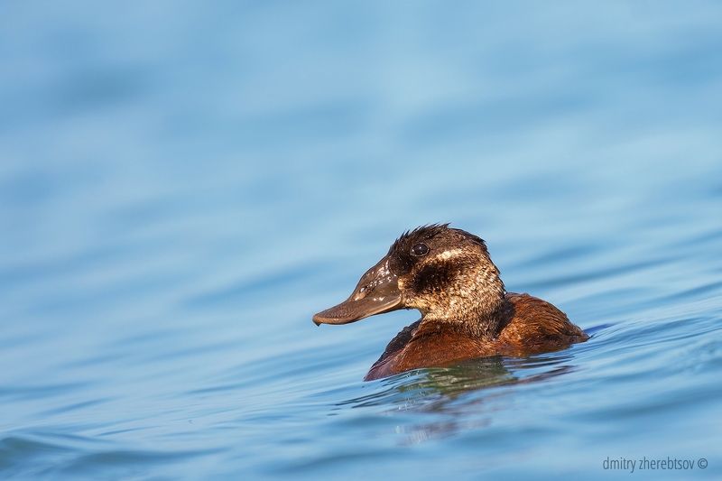 Савкаphoto preview