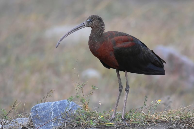 Каравайкаphoto preview