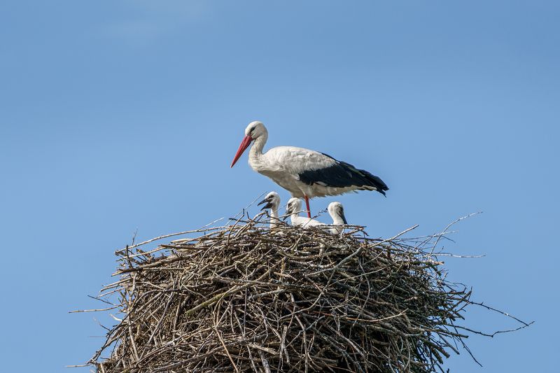 аисты, птицы, фауна, весна, аист, гнездо, птенцы, природа Семьяphoto preview