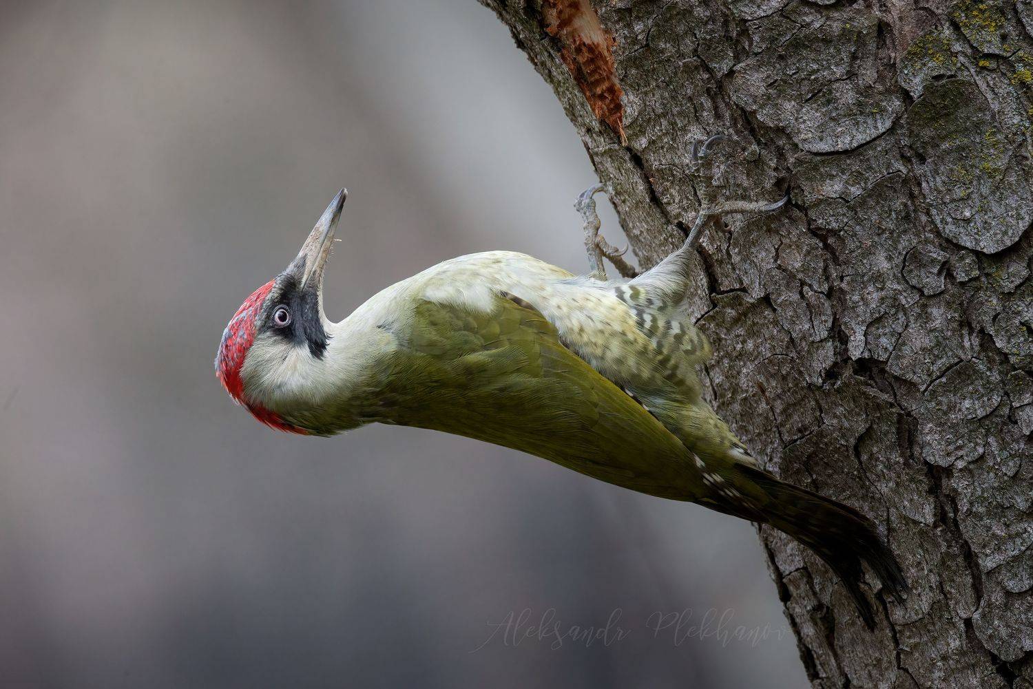 Стахановец. Автор: Плеханов Александр ,eurasian green woodpecker,, Плеханов Александр