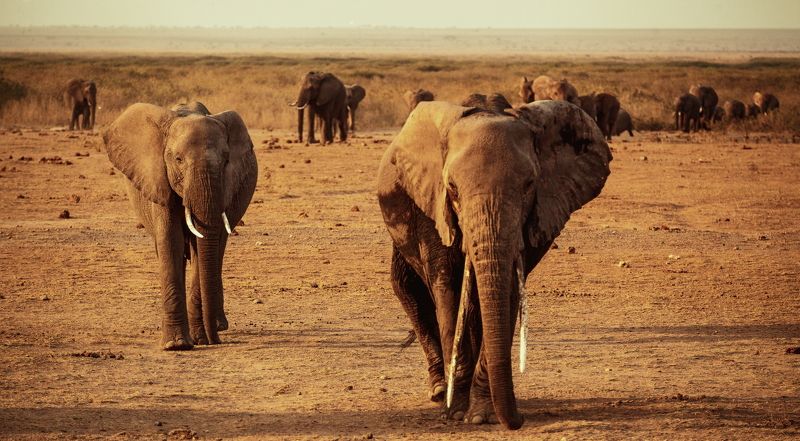 elephant kenya *** фото превью