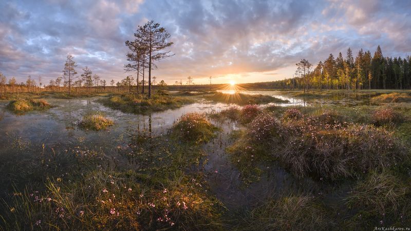 цветущее болото, подбел, ленобласть, ленинградская область, топь, болотные цветы, болотный туризм, тур на болото photo preview