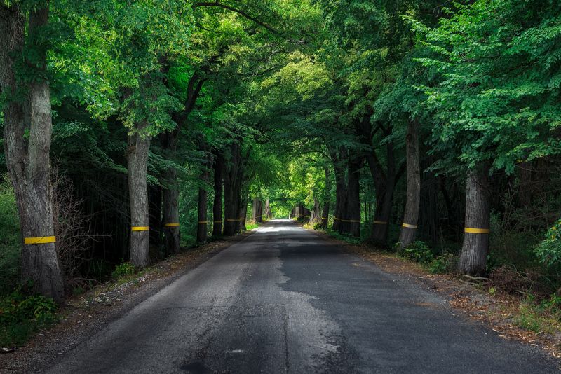 калининград, дорога, деревья Тоннельphoto preview