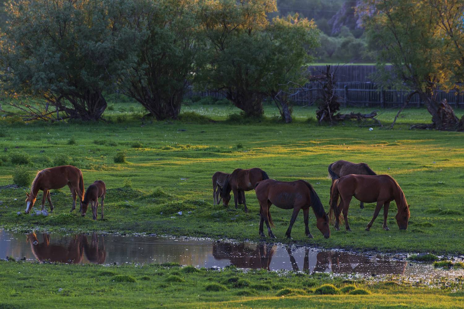 Автор: Дмитрий Новоселов , Дмитрий Новоселов