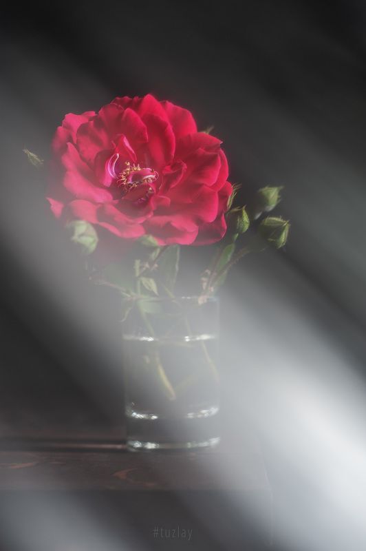 роза Игра на струнах светаphoto preview