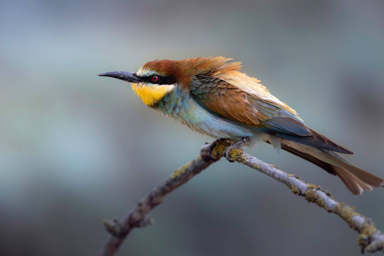 ***. Автор: Марат Кучкаев , Марат Кучкаев