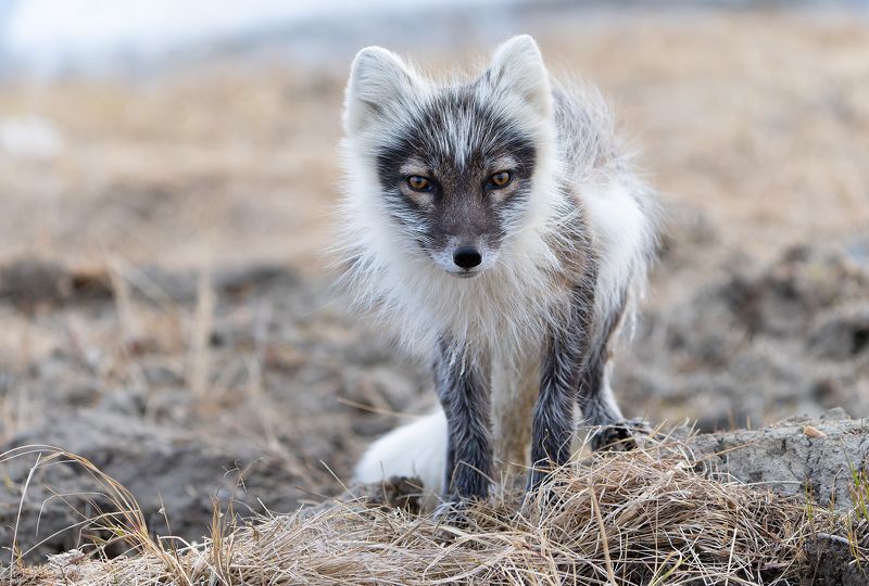 песец, ямал, линька, мех, alopex lagopus Песецphoto preview